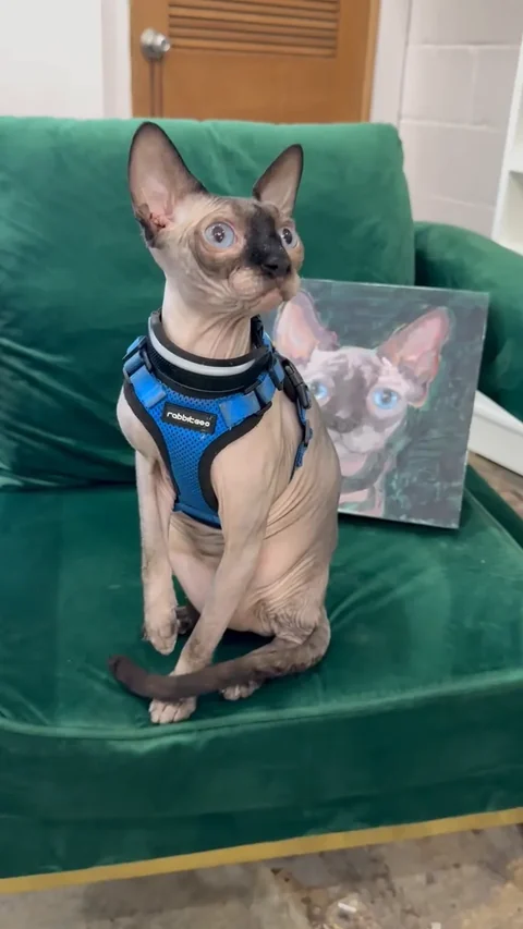 Harry sitting on a green upholstered chair beside a portrait of his face