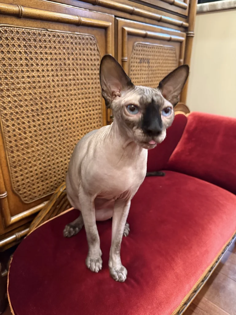 Harry sitting on a miniature red chaise lounge in front of a woven wooden cabinet.