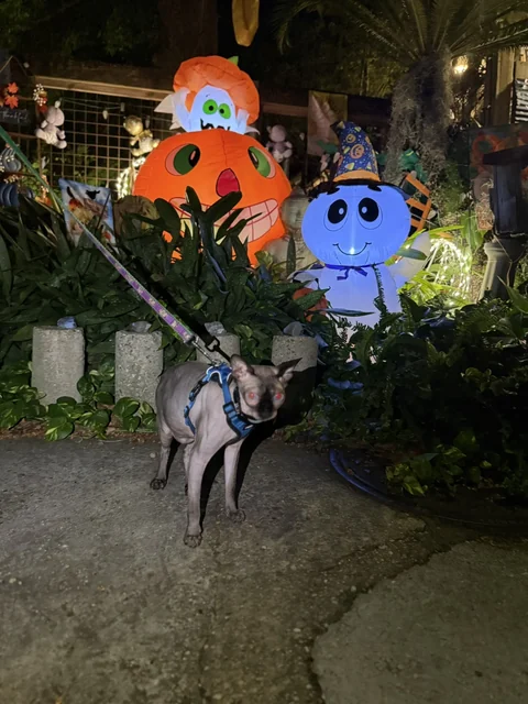 Harry in his harness beside glowing pumpkin and ghost decorations in a garden at night