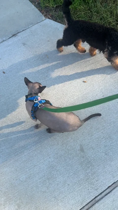 Harry on his green leash beside a small black and tan dog on a sunlit sidewalk