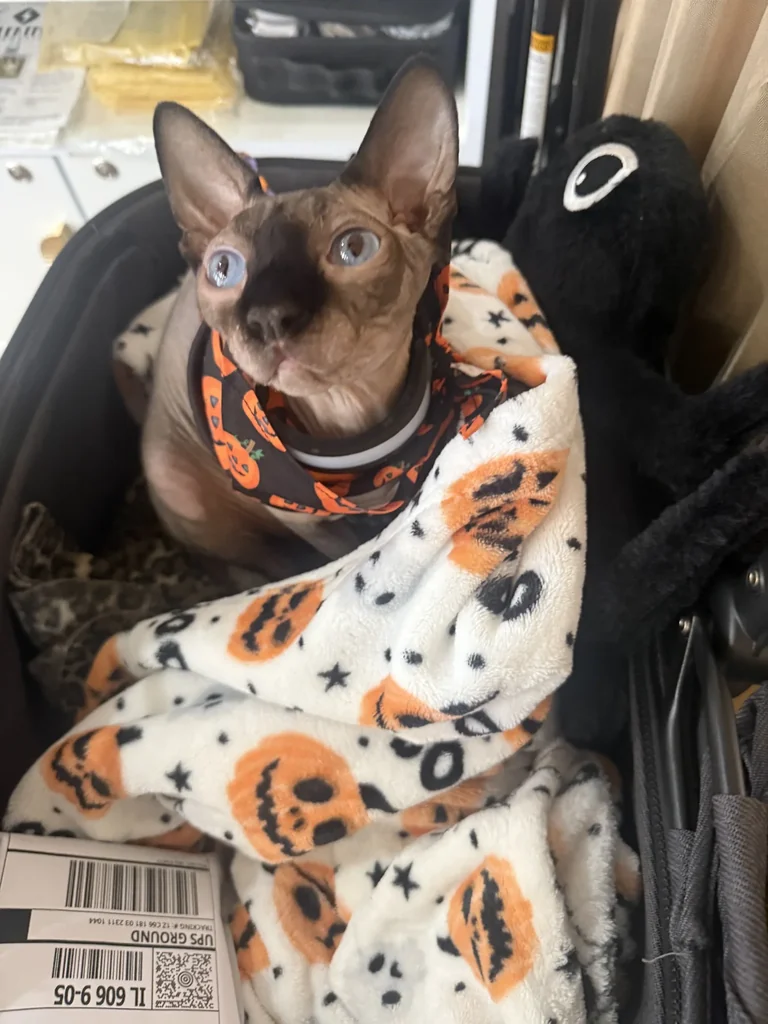 Harry in his stroller, wrapped in a pumpkin-print blanket